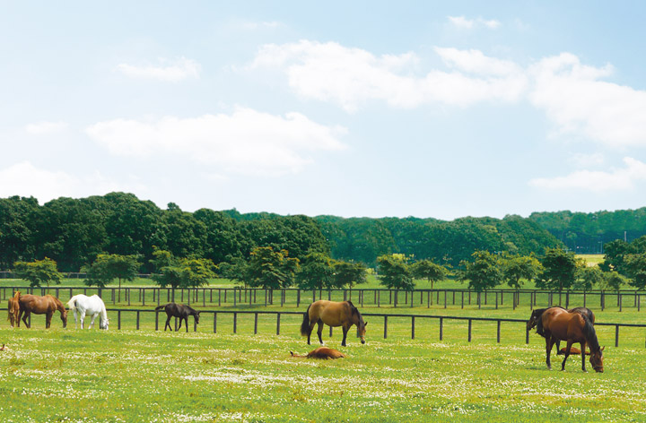 Both summer and winter can be enjoyed in the great wilderness of Hokkaido.