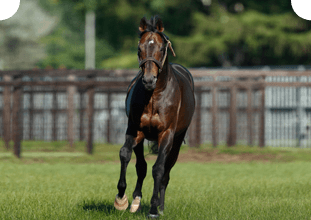 社台スタリオンステーション