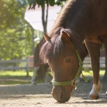 馬と学ぶ「実りの秋」～どんぐりと食べもののひみつを探そう！～