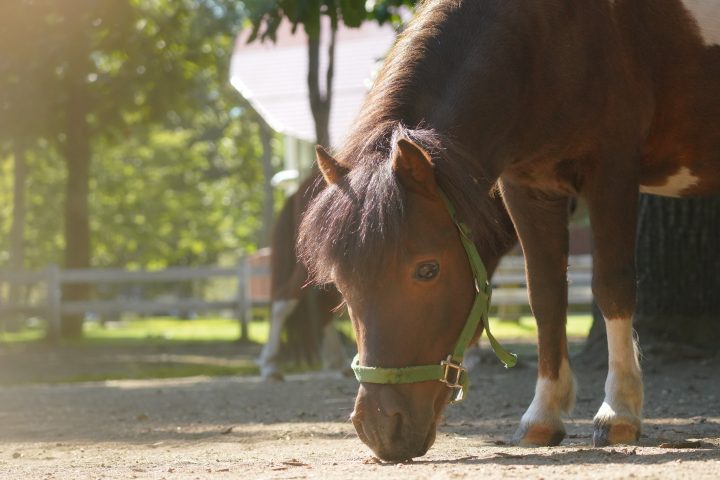 馬と学ぶ「実りの秋」～どんぐりと食べもののひみつを探そう！～