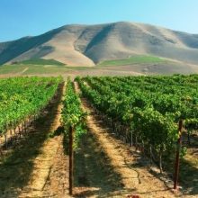 オー・ボン・クリマ　ワイナリーの夕べ