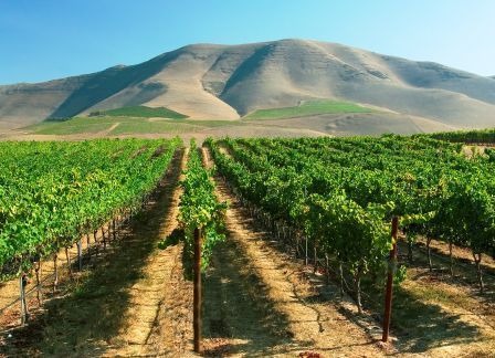 オー・ボン・クリマ　ワイナリーの夕べ