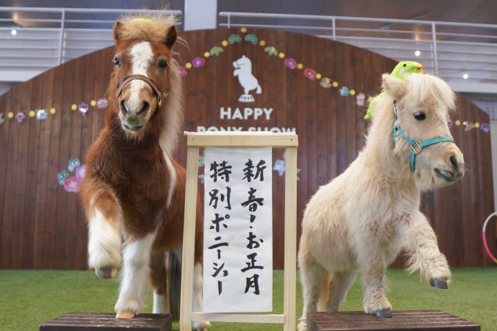 新春特別ポニーショー