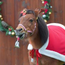 クリスマス特別ポニーショー