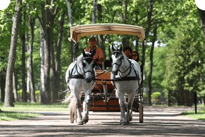 Horse Carriage Tour